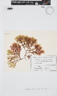 Image of Hypoglossum revolutum