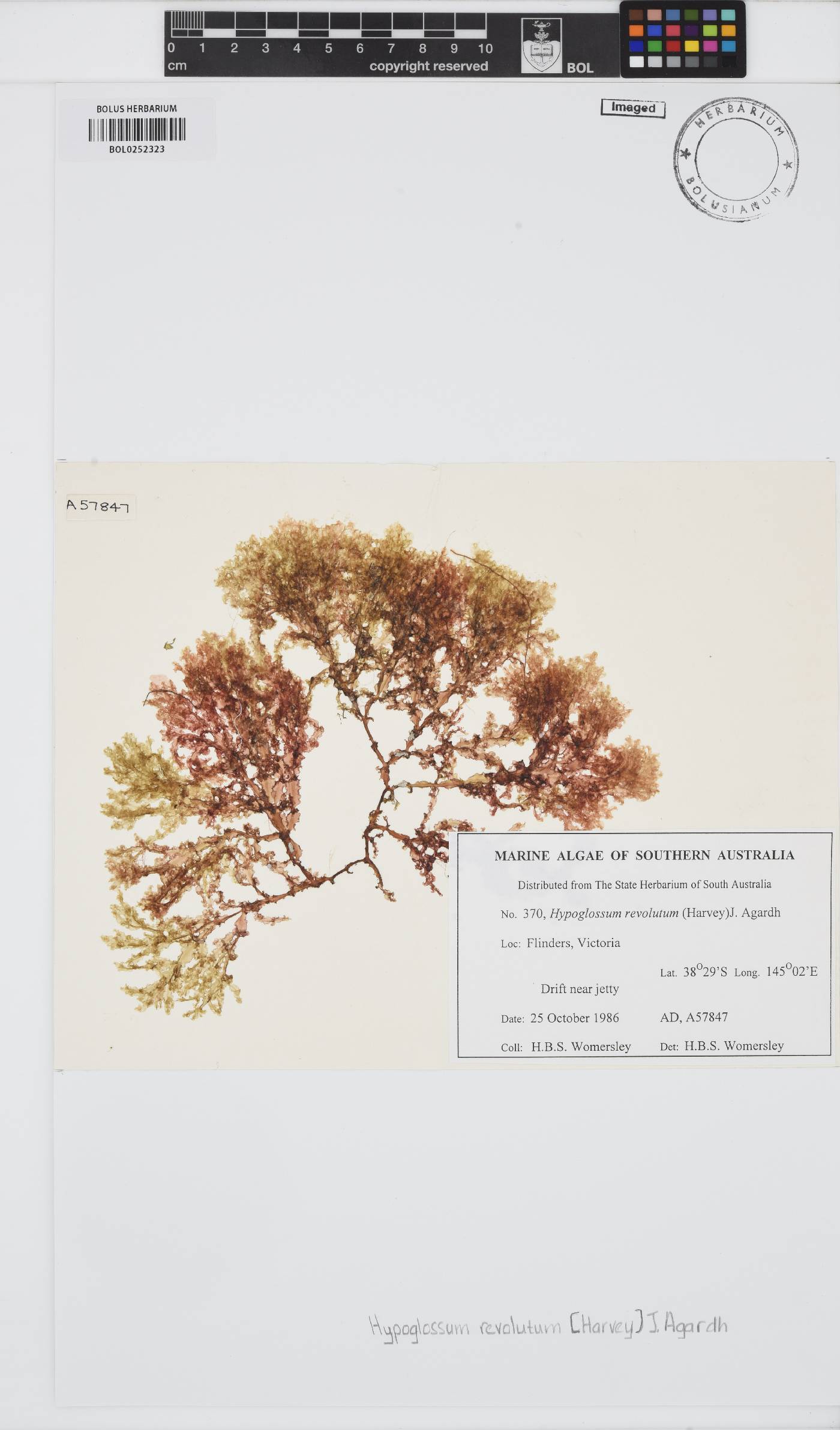 Hypoglossum revolutum image