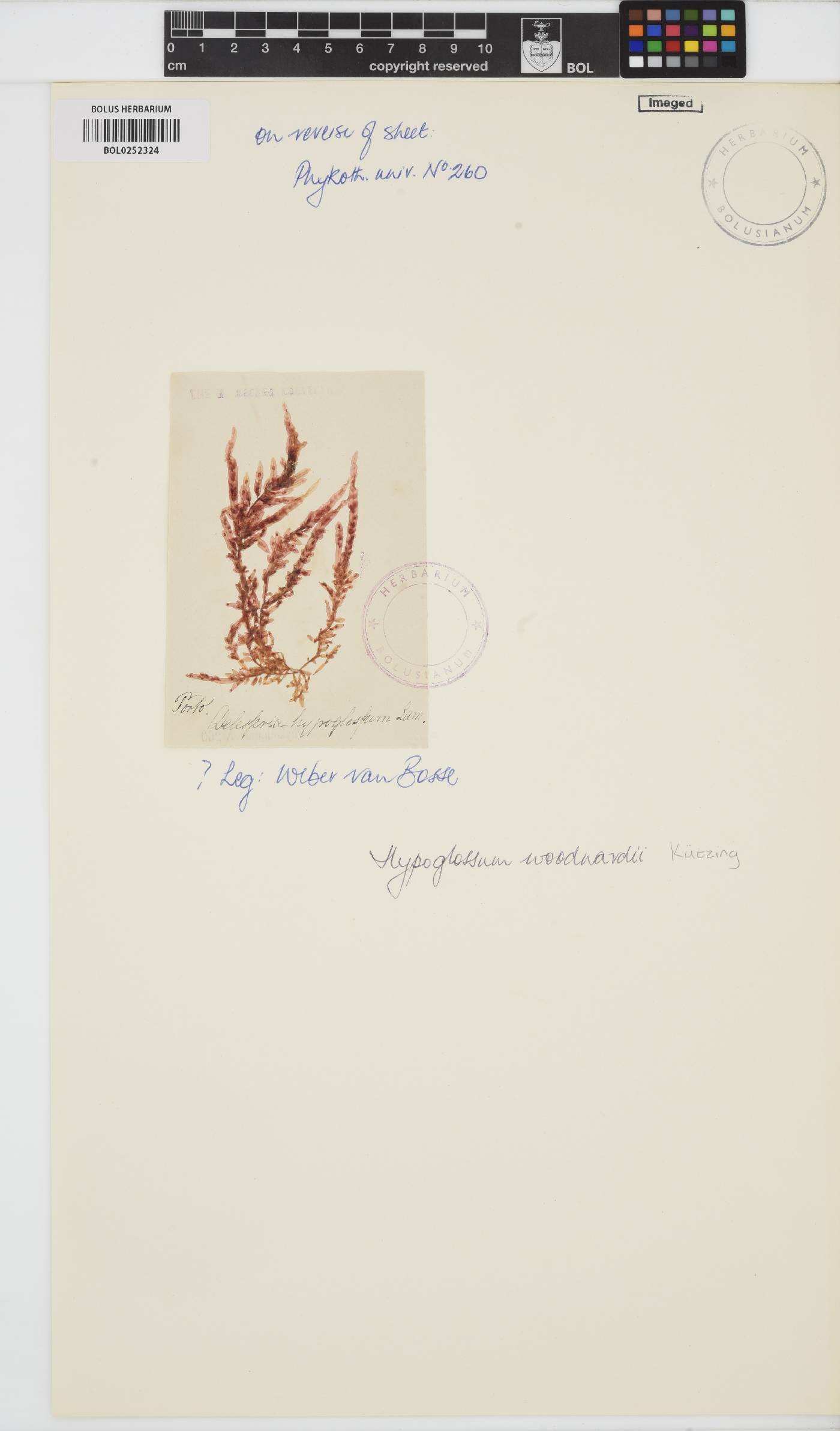 Hypoglossum hypoglossoides image