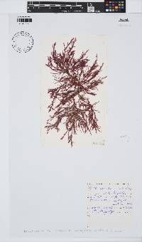 Inkyuleea beckeri image