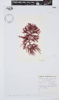 Inkyuleea beckeri image