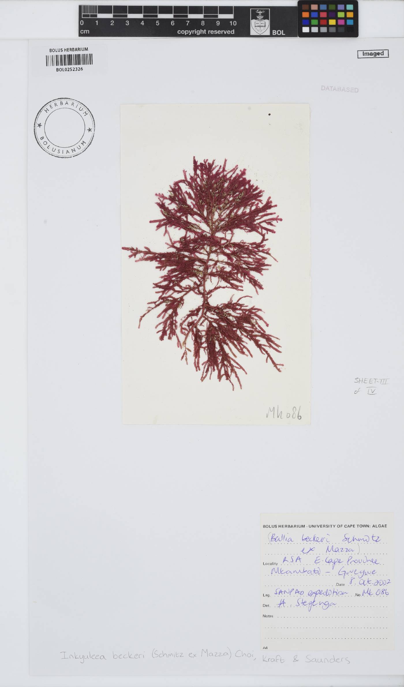 Inkyuleeaceae image