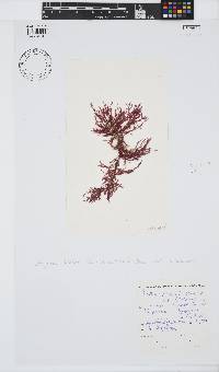 Inkyuleea beckeri image
