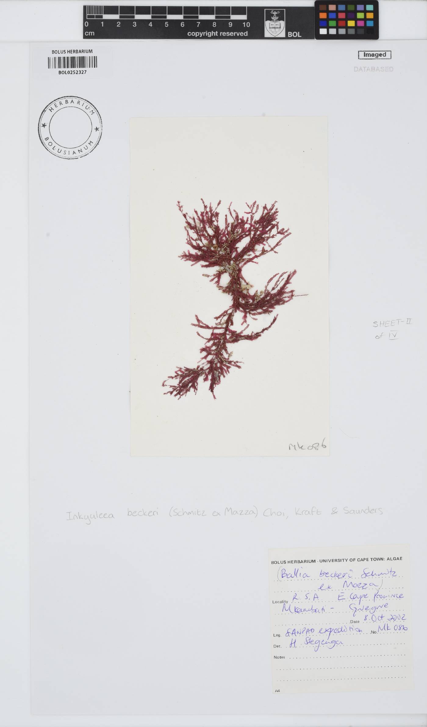 Inkyuleea beckeri image