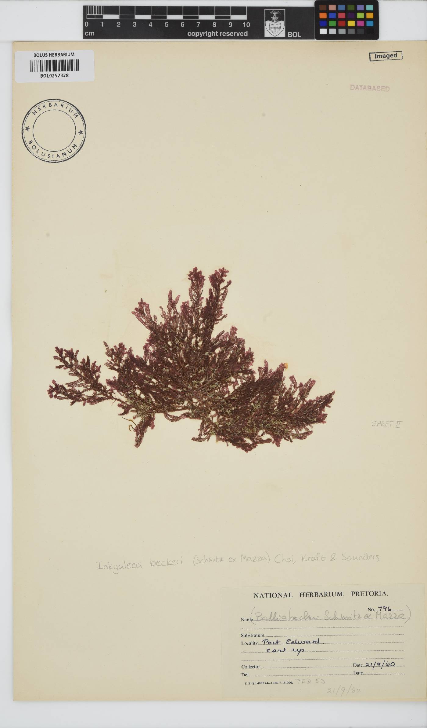 Inkyuleea image