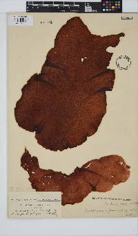 Mazzaella capensis image