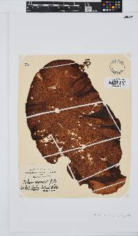 Mazzaella capensis image