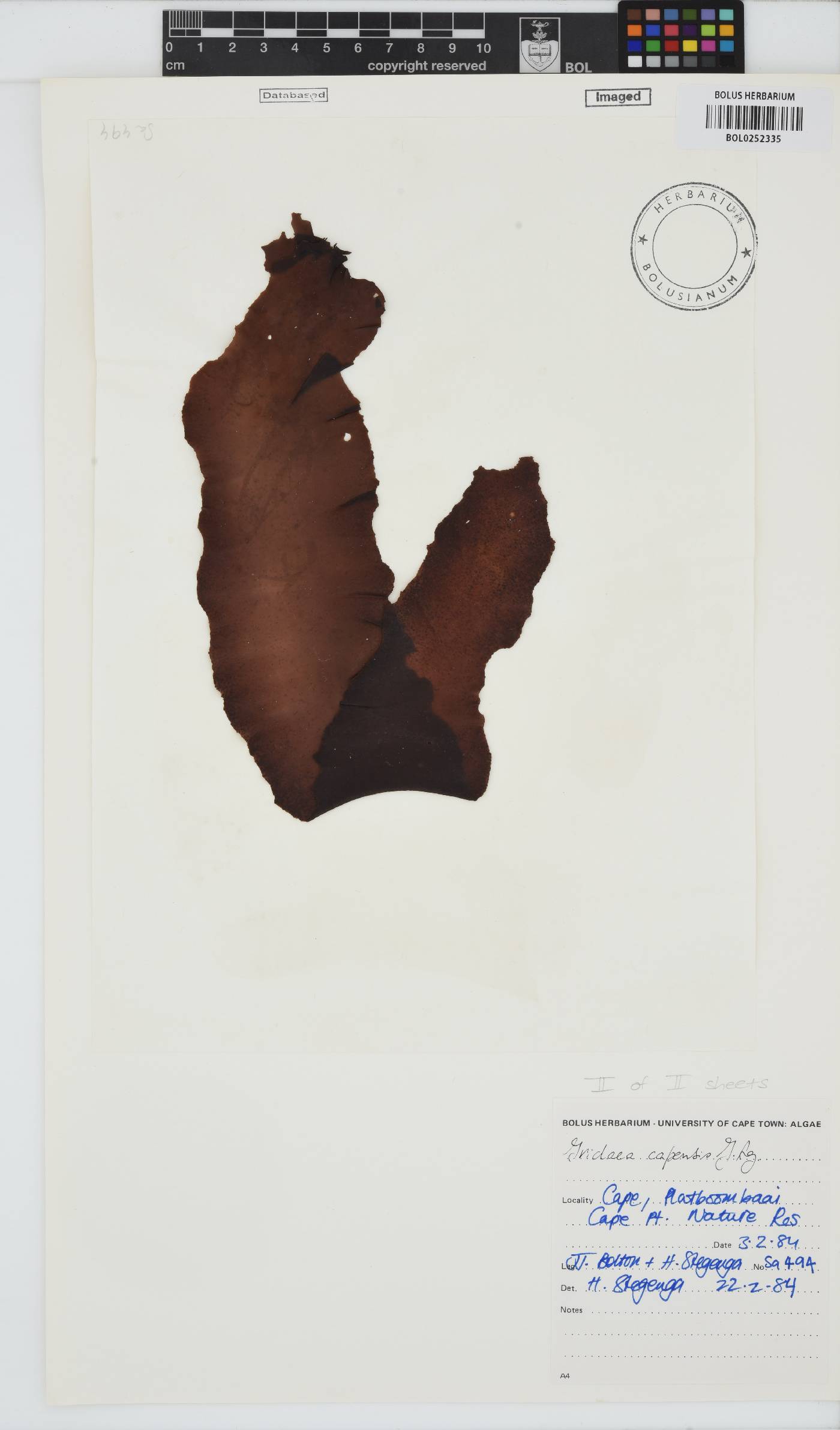 Mazzaella capensis image