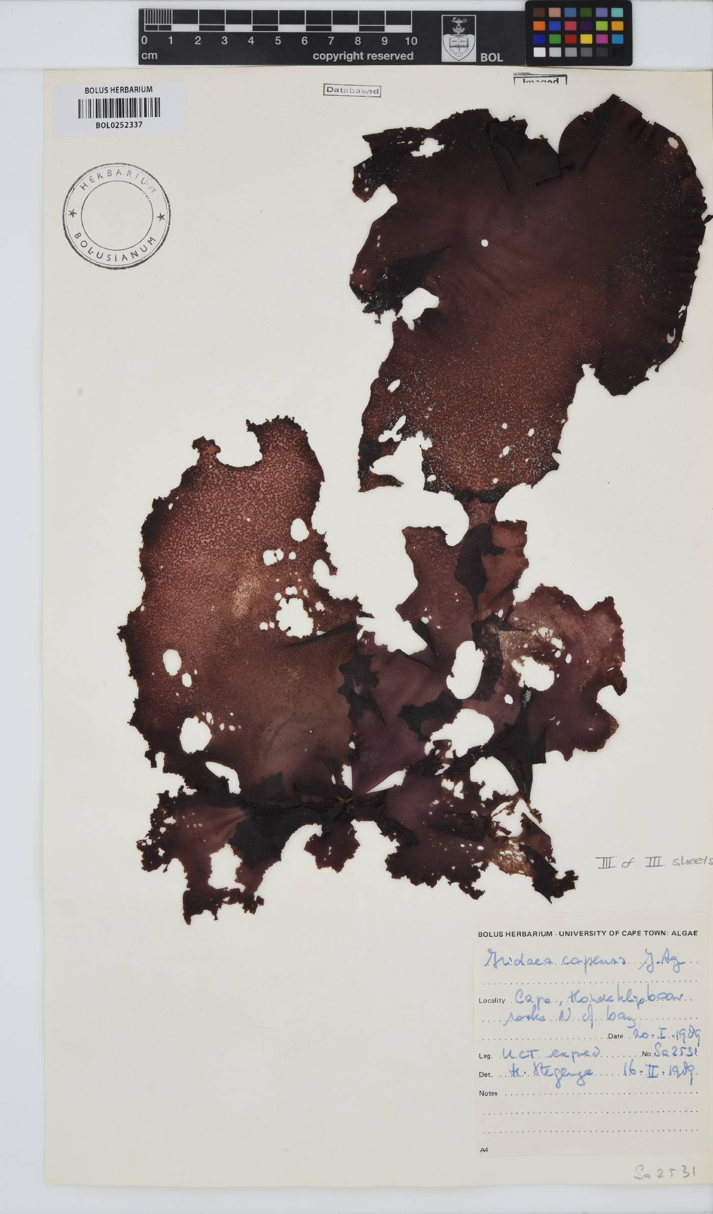 Mazzaella capensis image