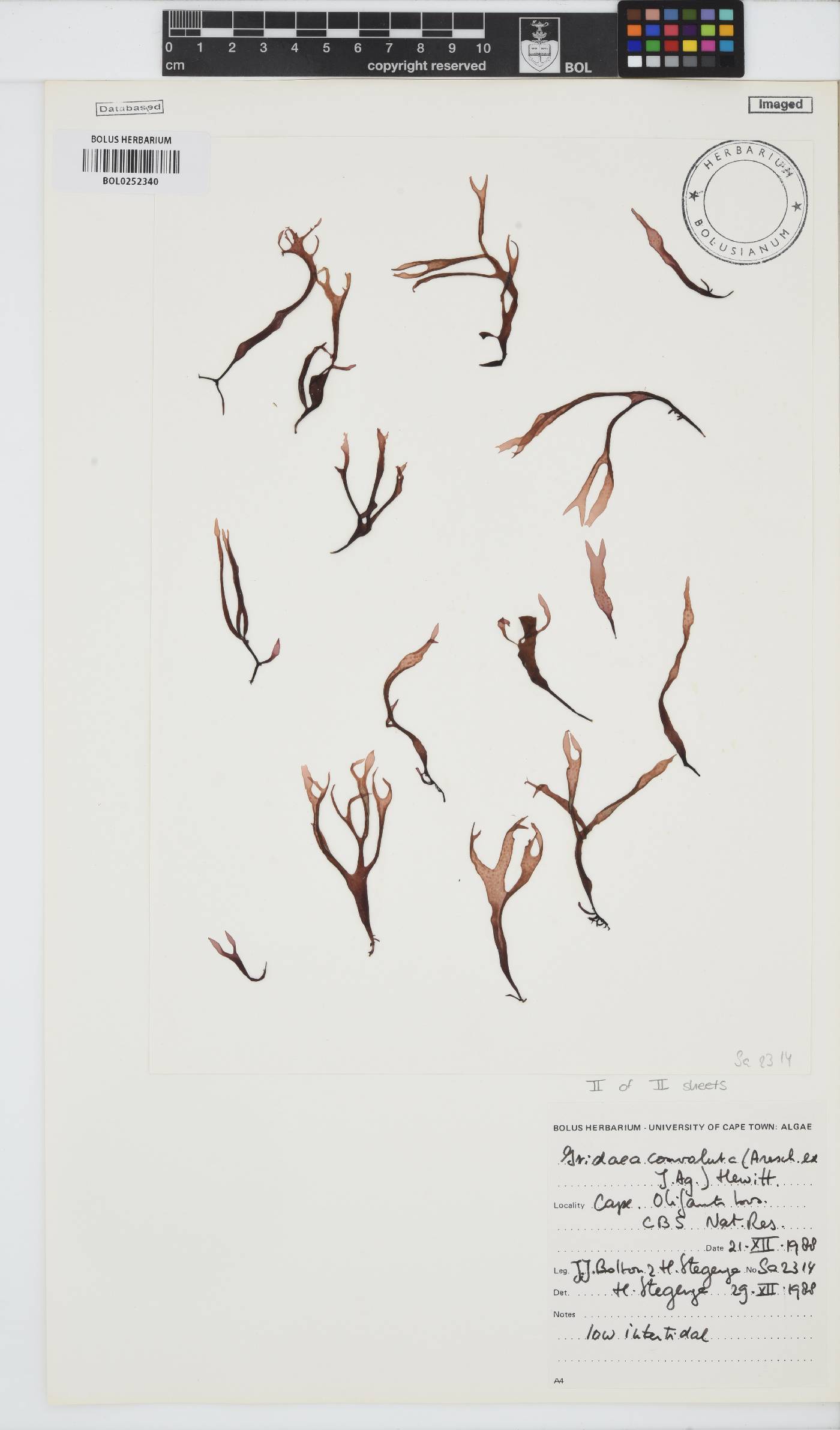 Iridaea convoluta image