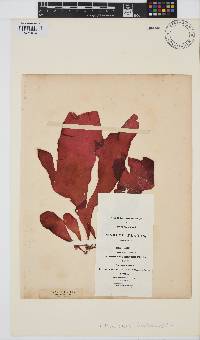 Image of Dilsea carnosa