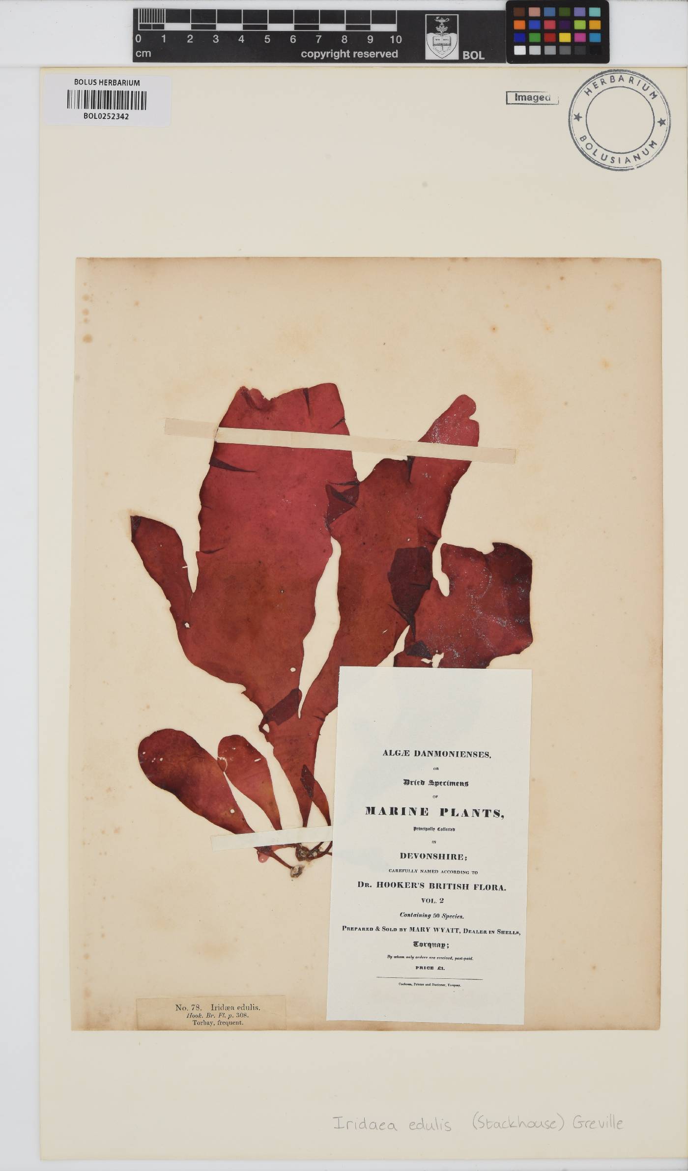 Dilsea carnosa image