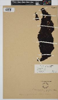 Mazzaella splendens image