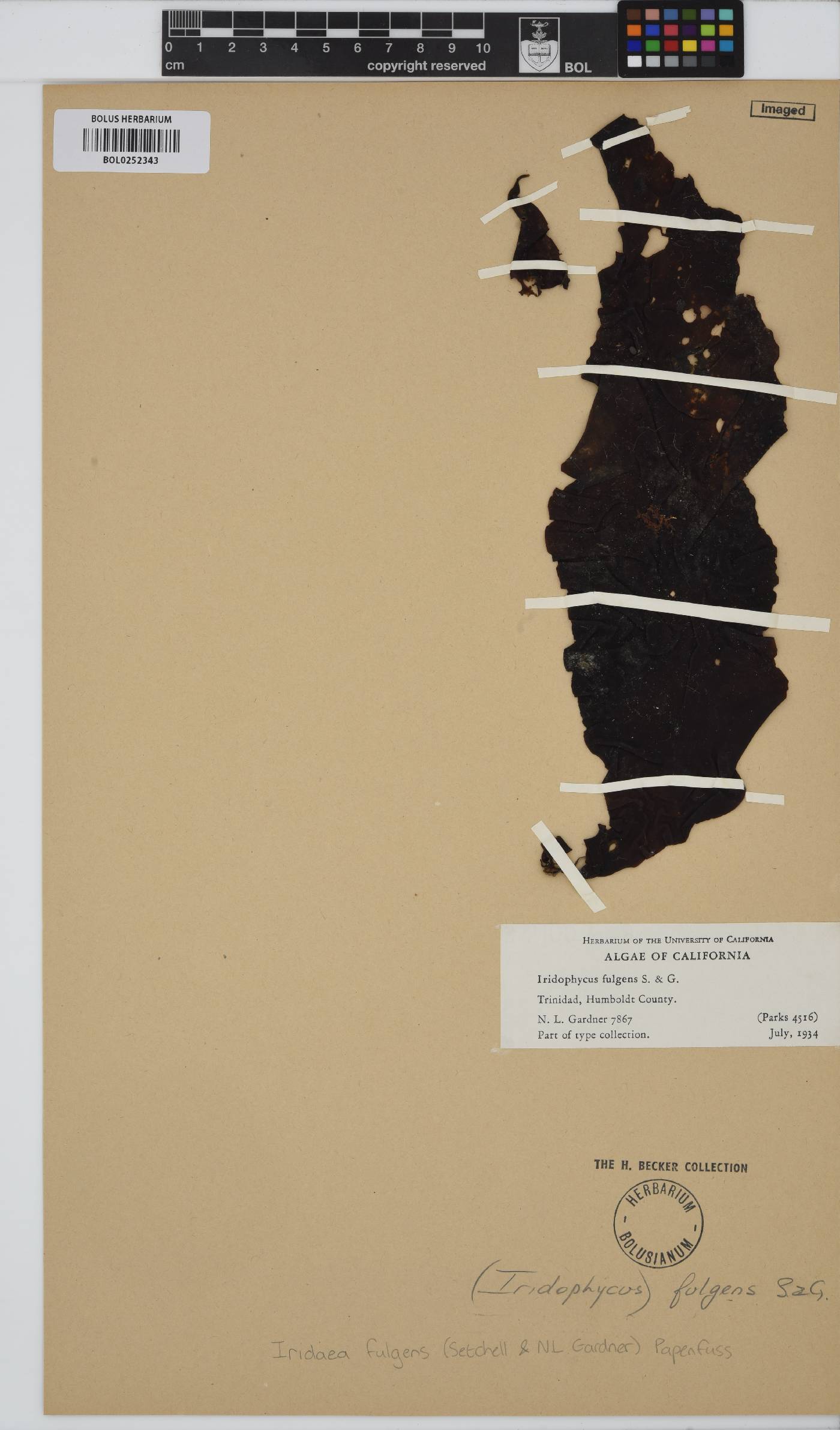 Mazzaella splendens subsp. fulgens image