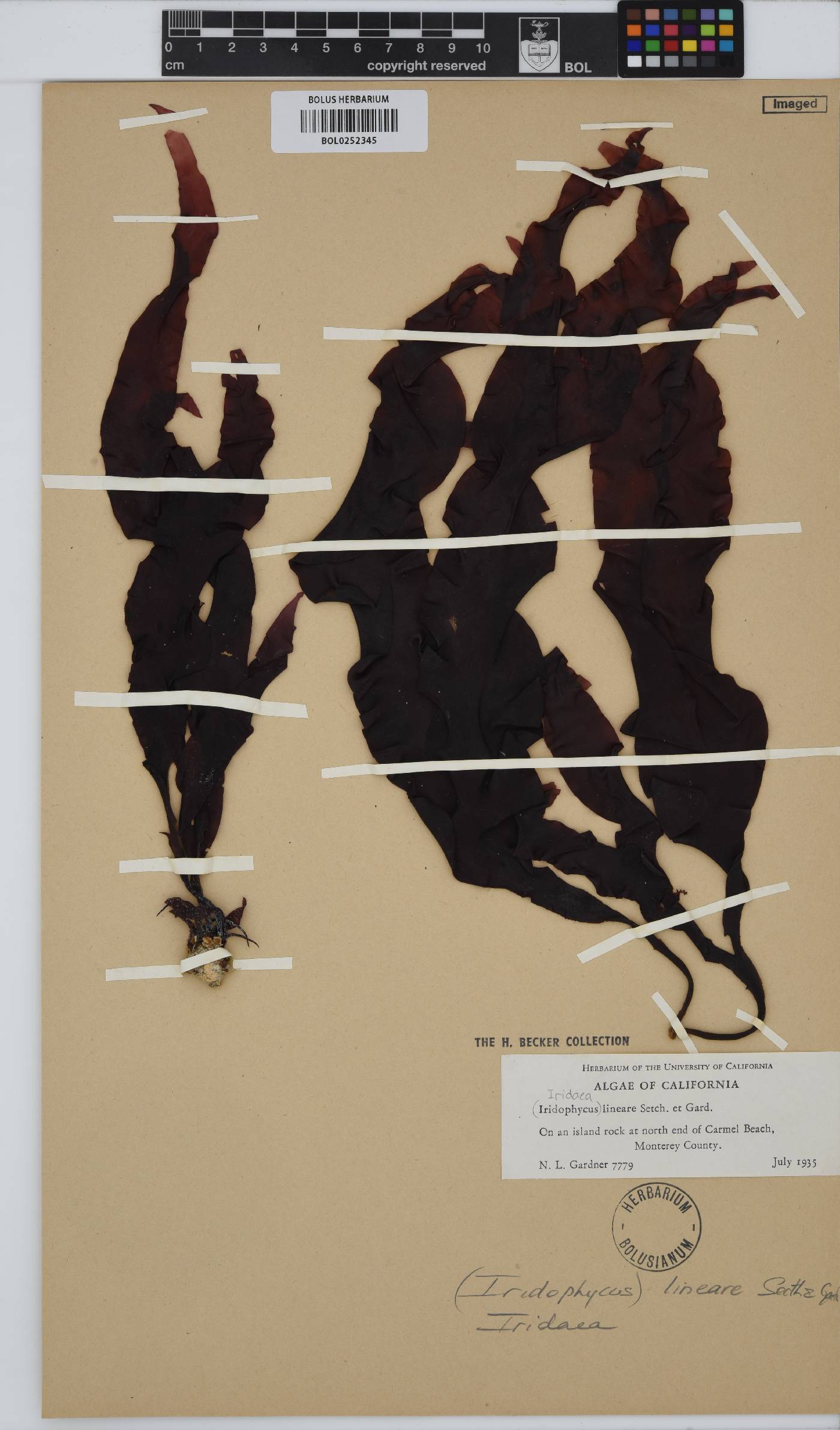 Mazzaella linearis image