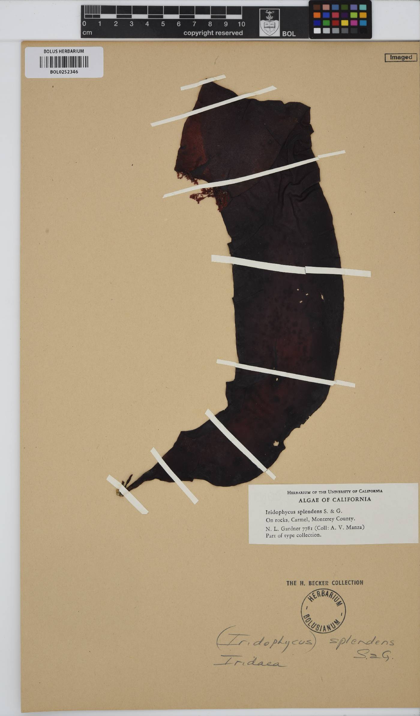 Mazzaella splendens subsp. splendens image