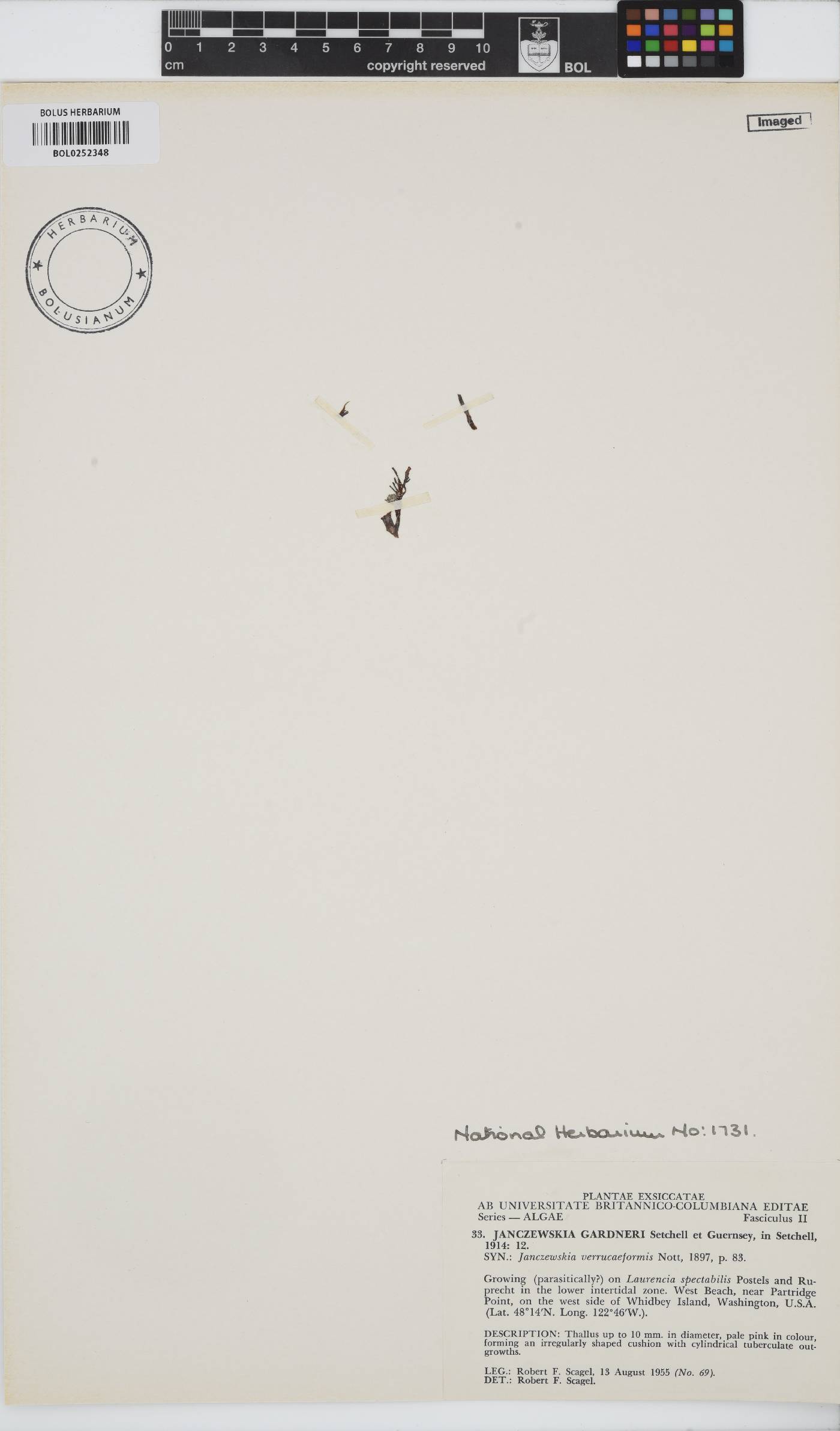 Laurencia janczewskii image