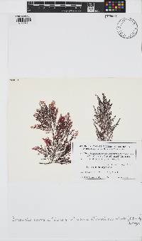 Image of Laurencia australis