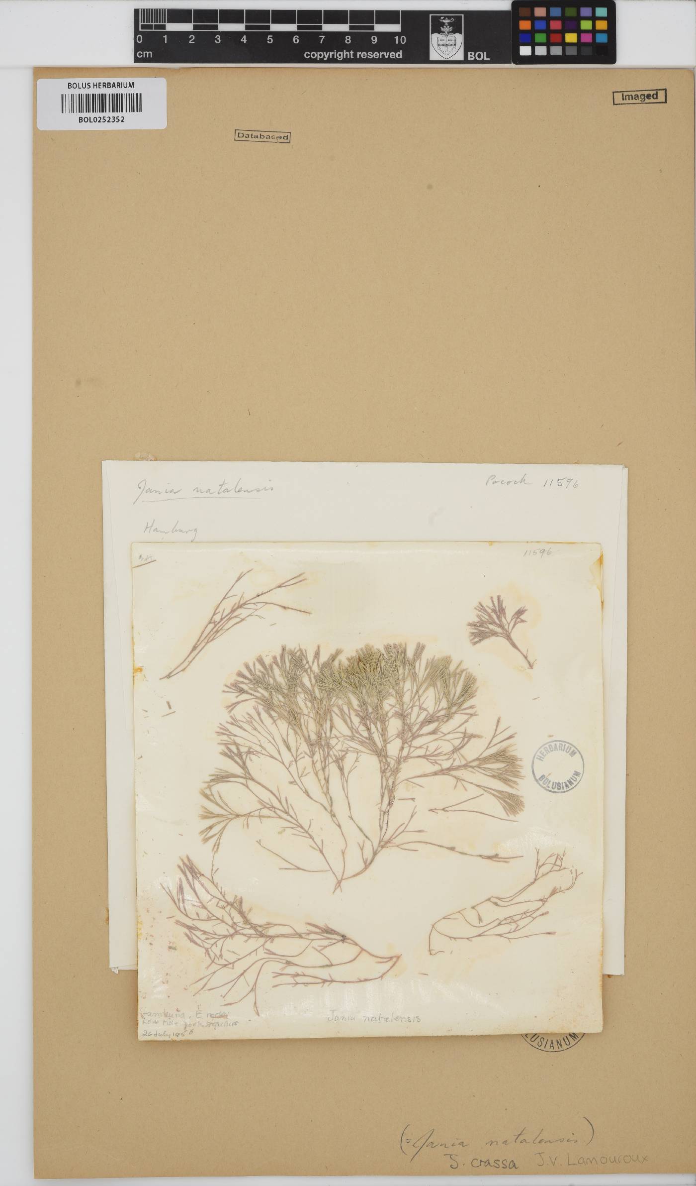 Jania crassa image