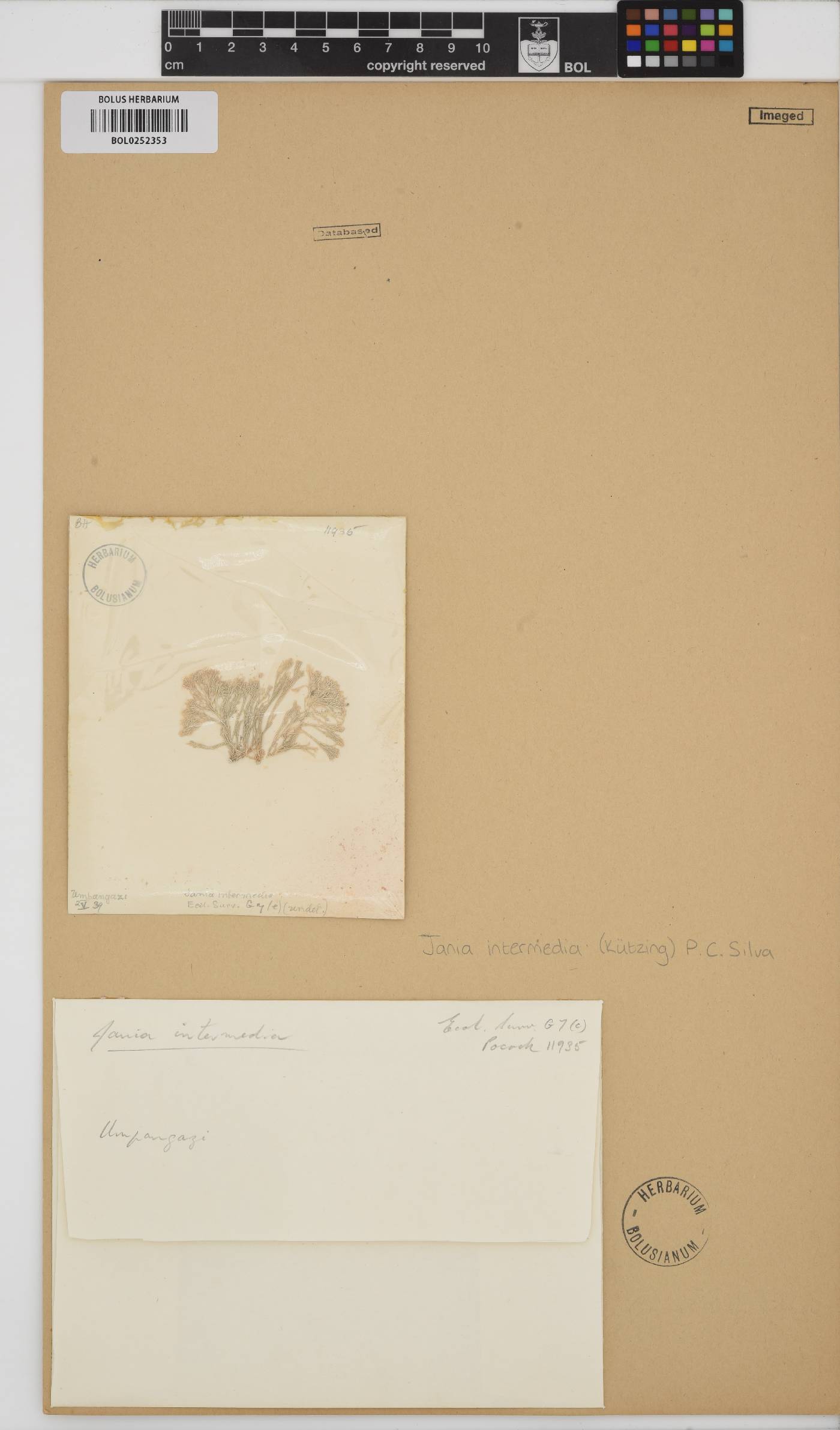Jania intermedia image