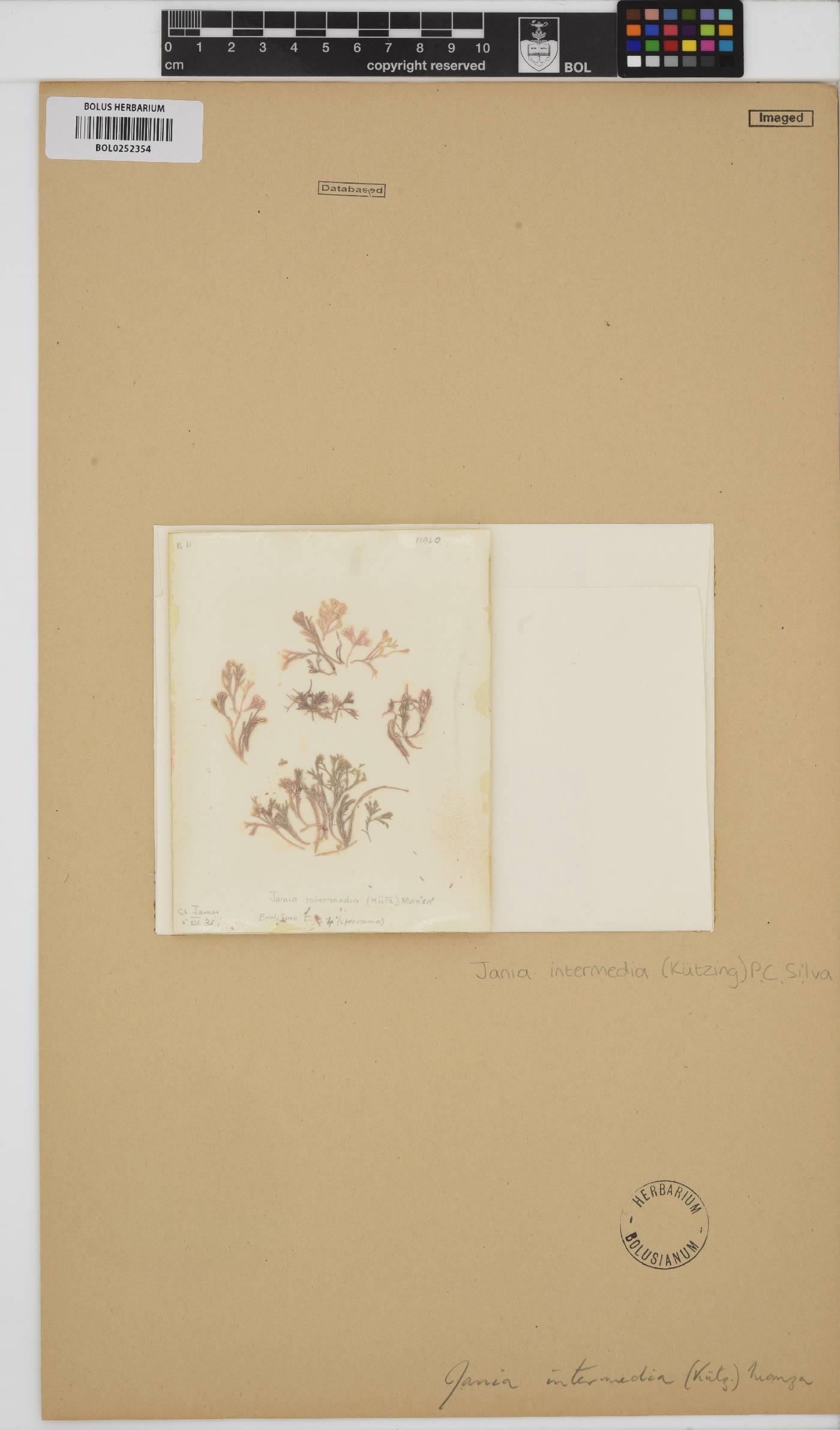 Jania intermedia image