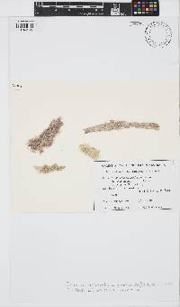Image of Jania micrarthrodia