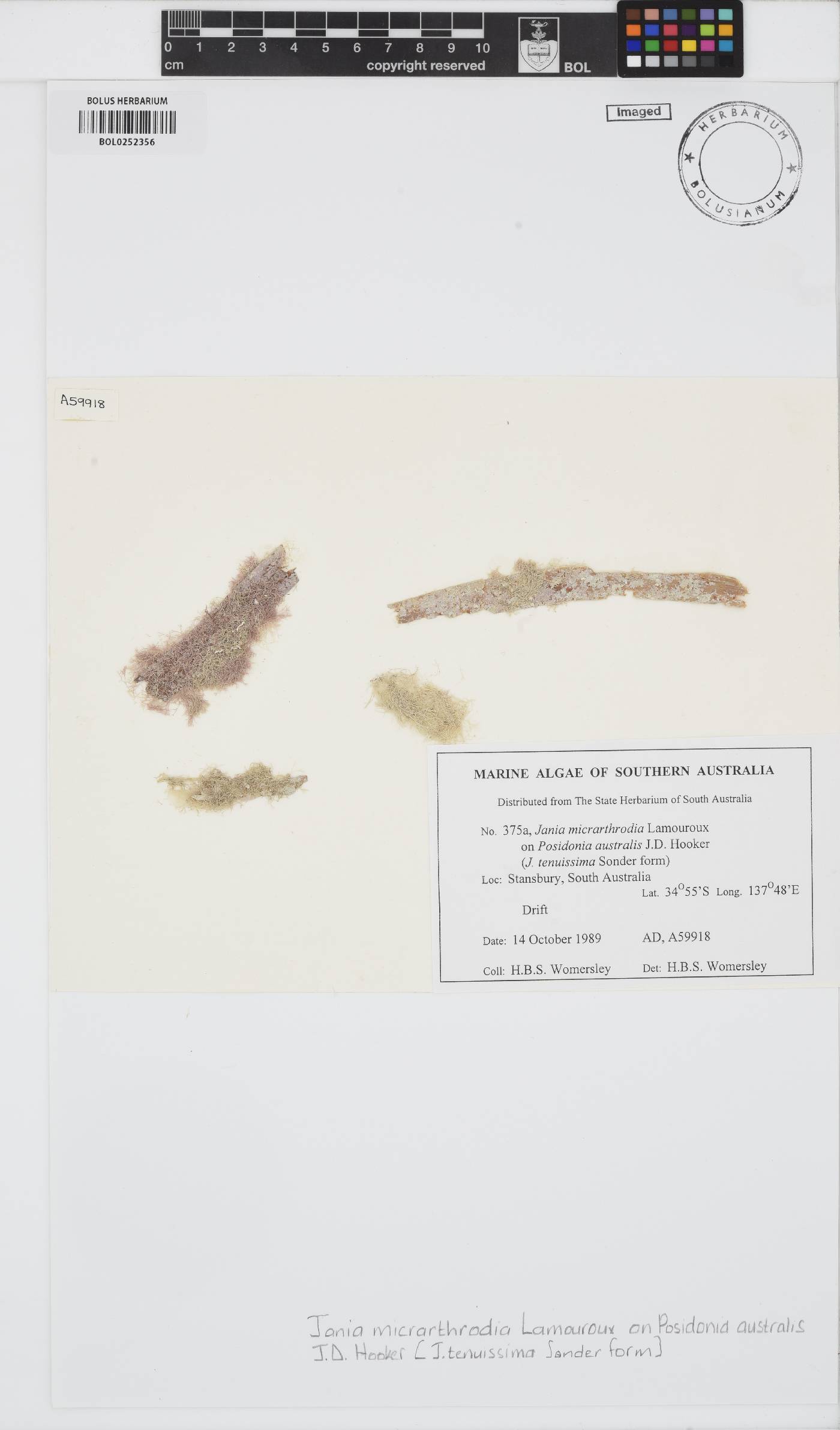 Jania micrarthrodia image