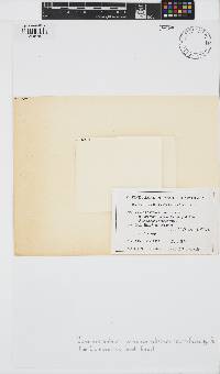 Jania micrarthrodia image