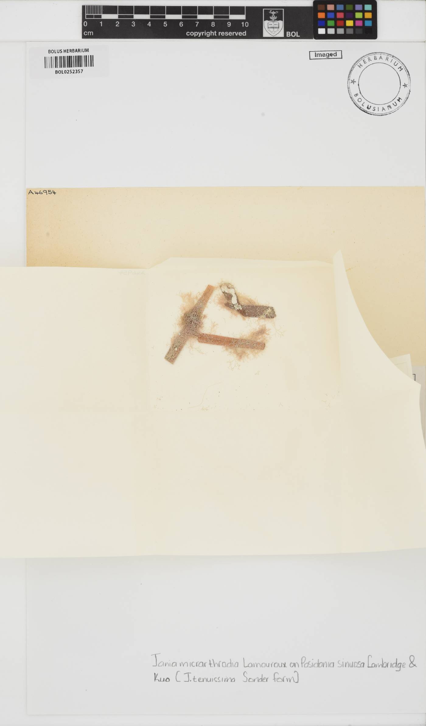 Jania micrarthrodia image
