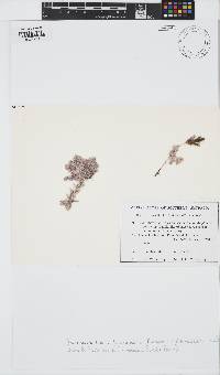 Jania micrarthrodia image