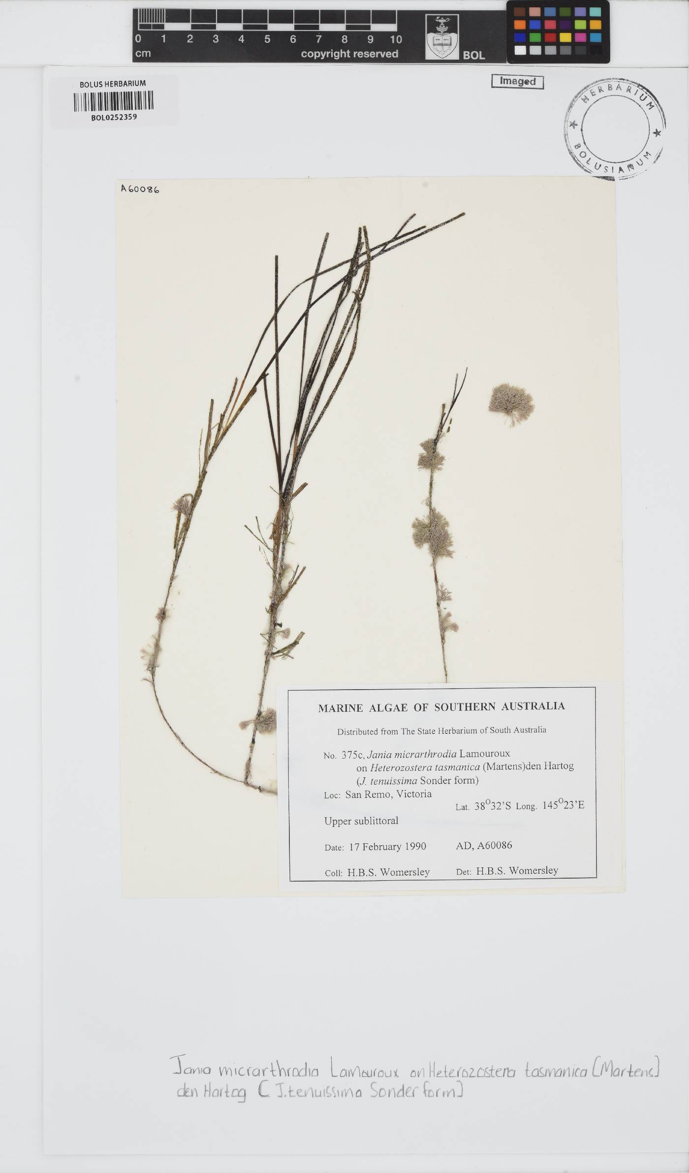 Jania micrarthrodia image
