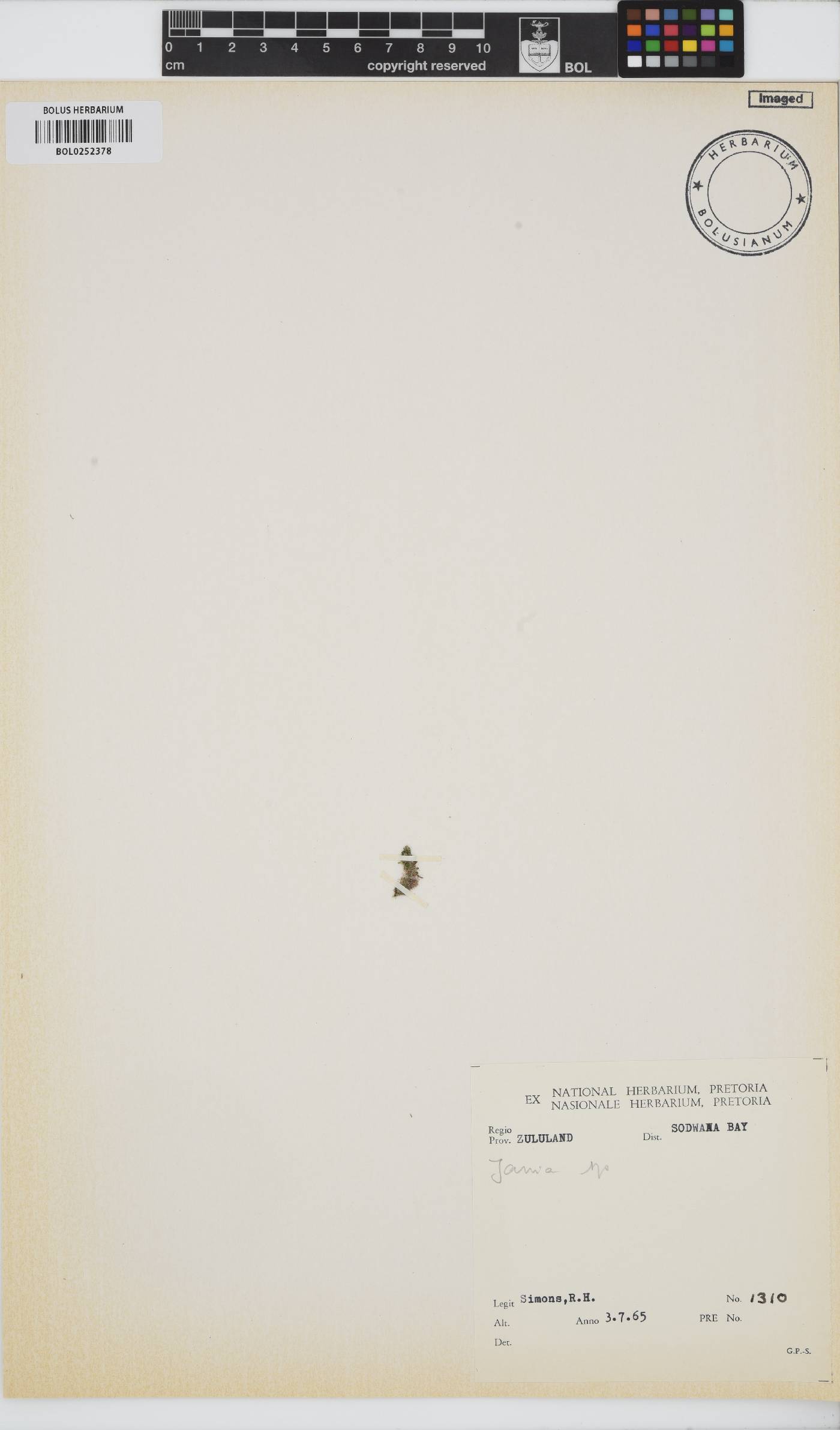 Jania image
