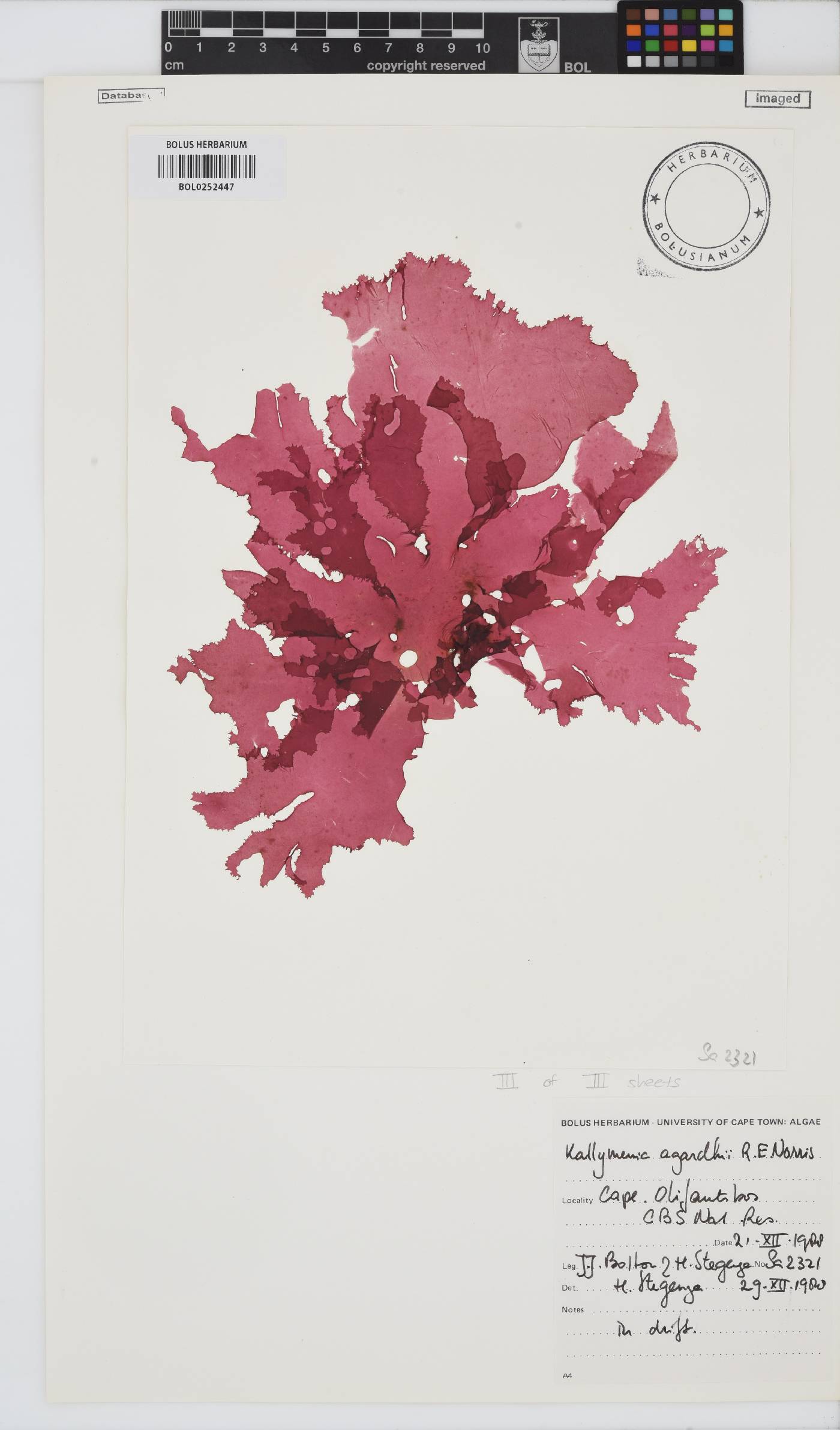 Kallymeniaceae image
