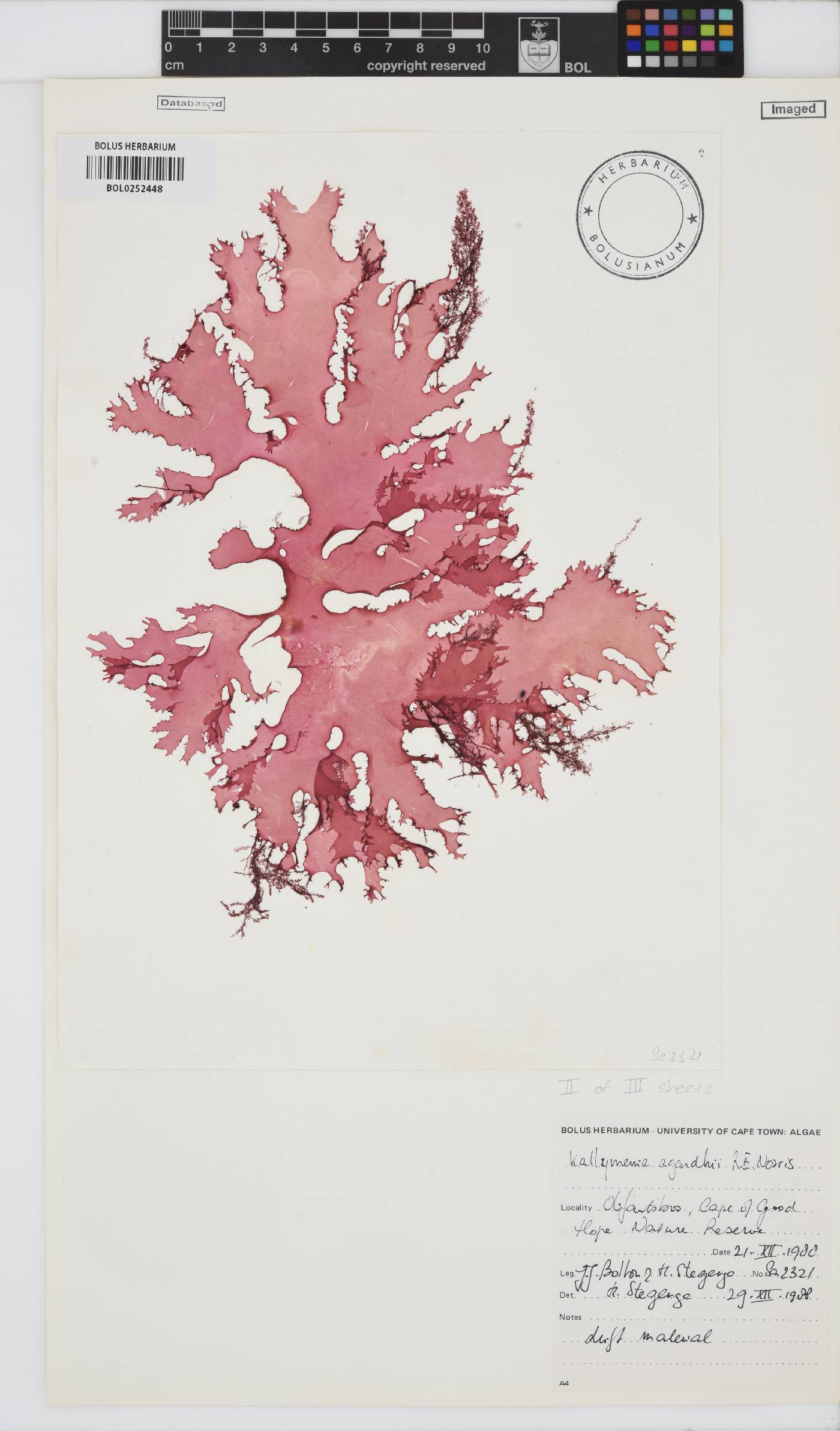 Kallymenia agardhii image