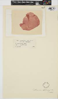 Image of Erythrophyllum oblongifructum
