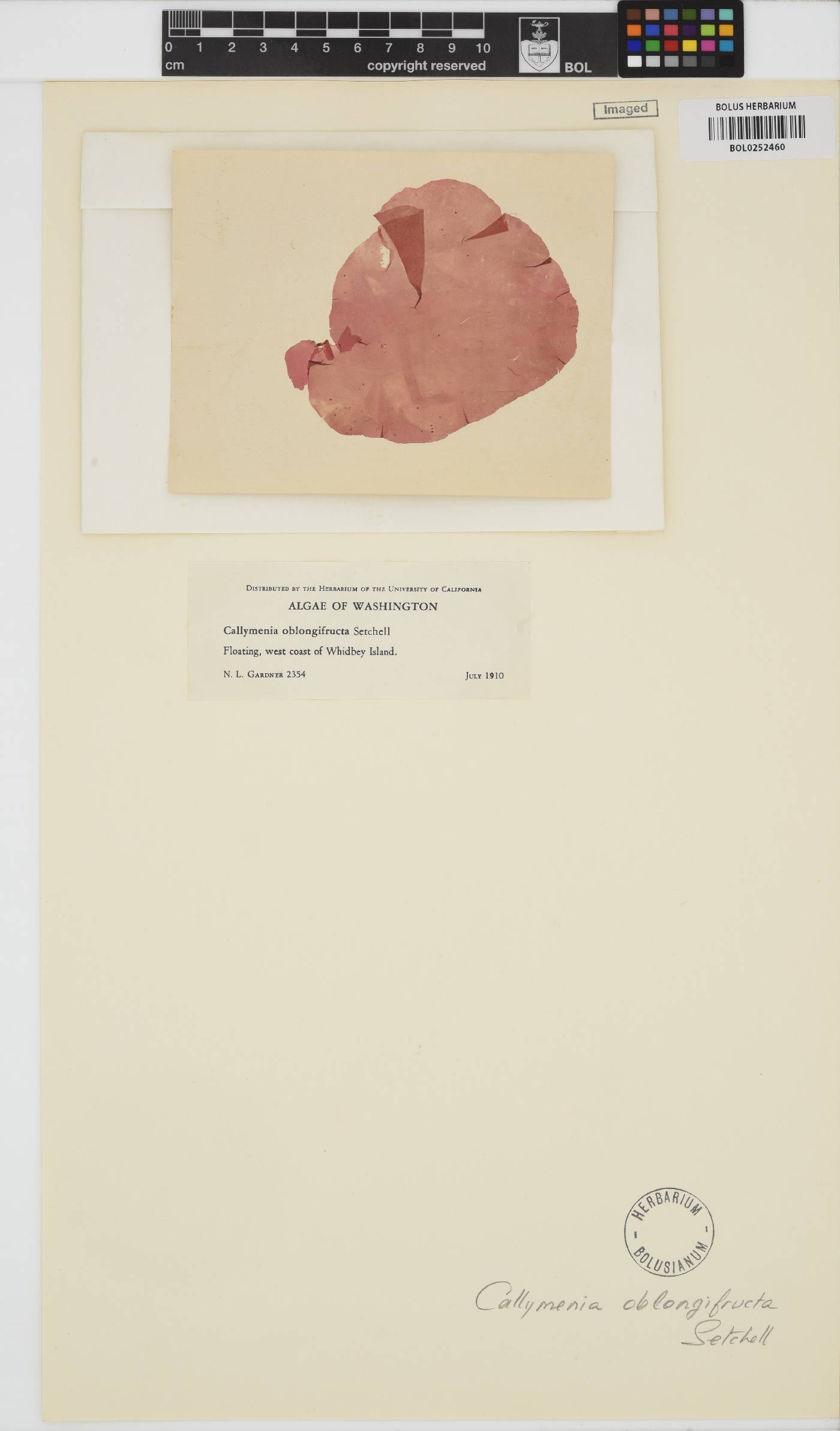 Erythrophyllum oblongifructum image