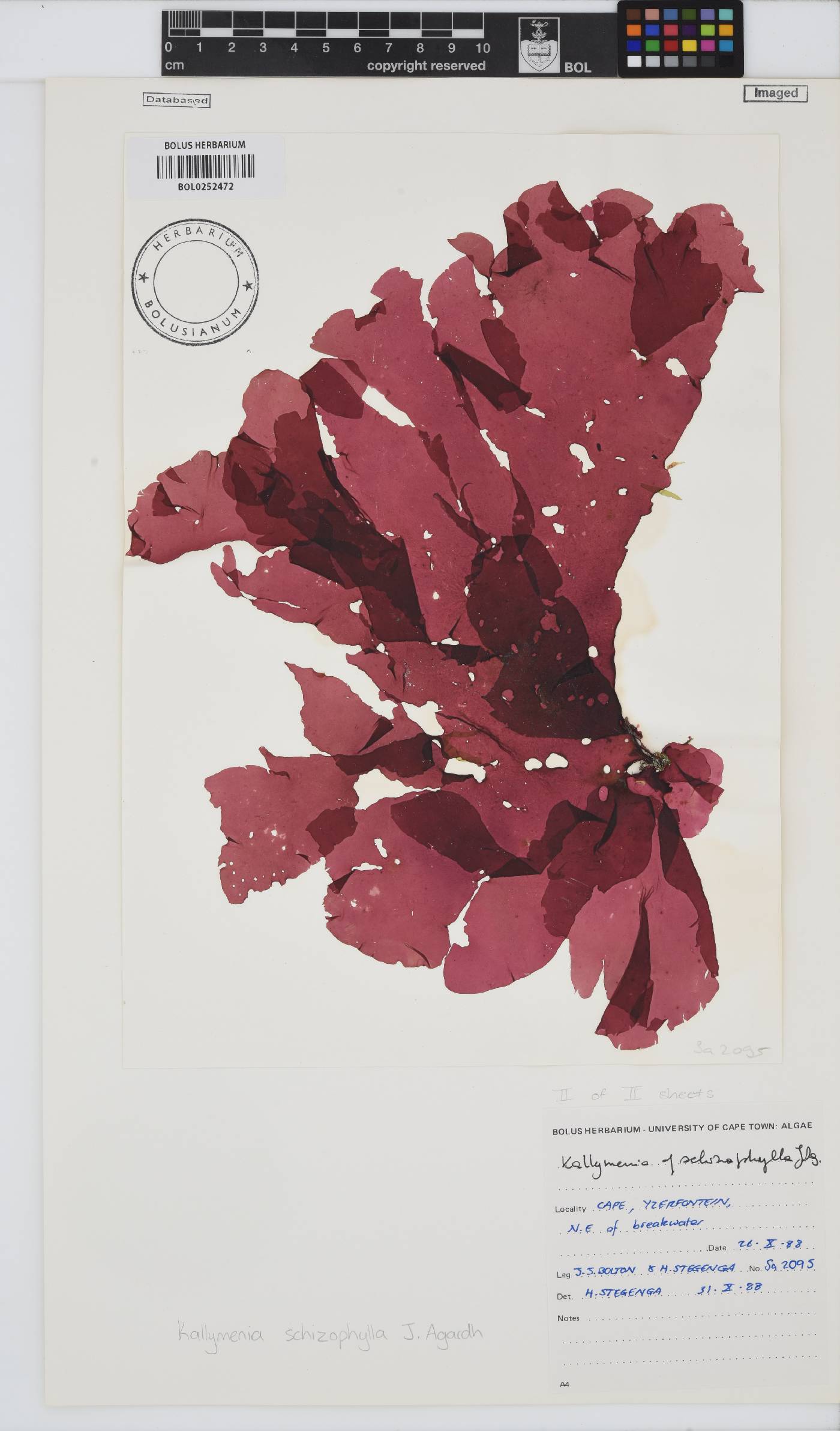 Austrokallymenia schizophylla image