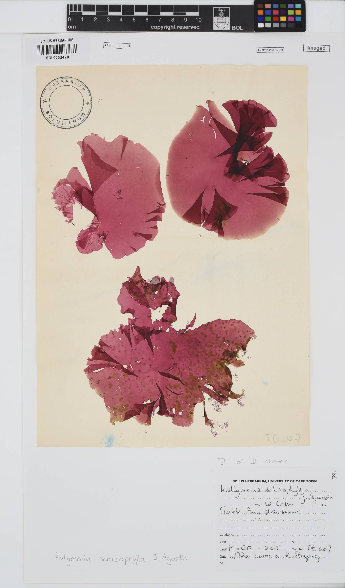 Austrokallymenia schizophylla image