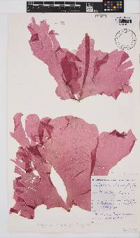 Austrokallymenia schizophylla image