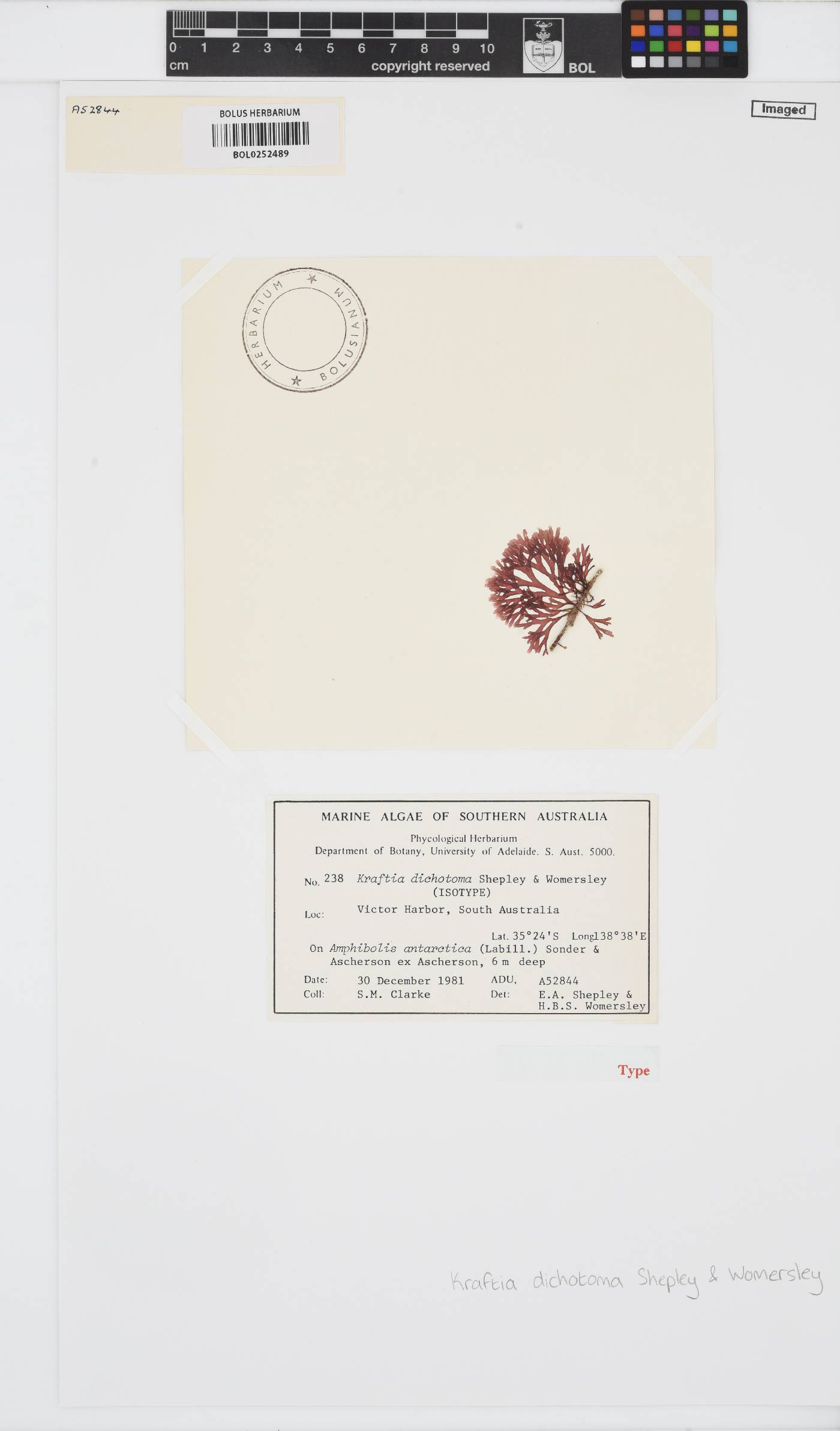 Kraftia dichotoma image