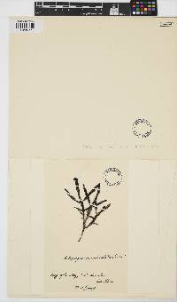 Image of Kuetzingia canaliculata