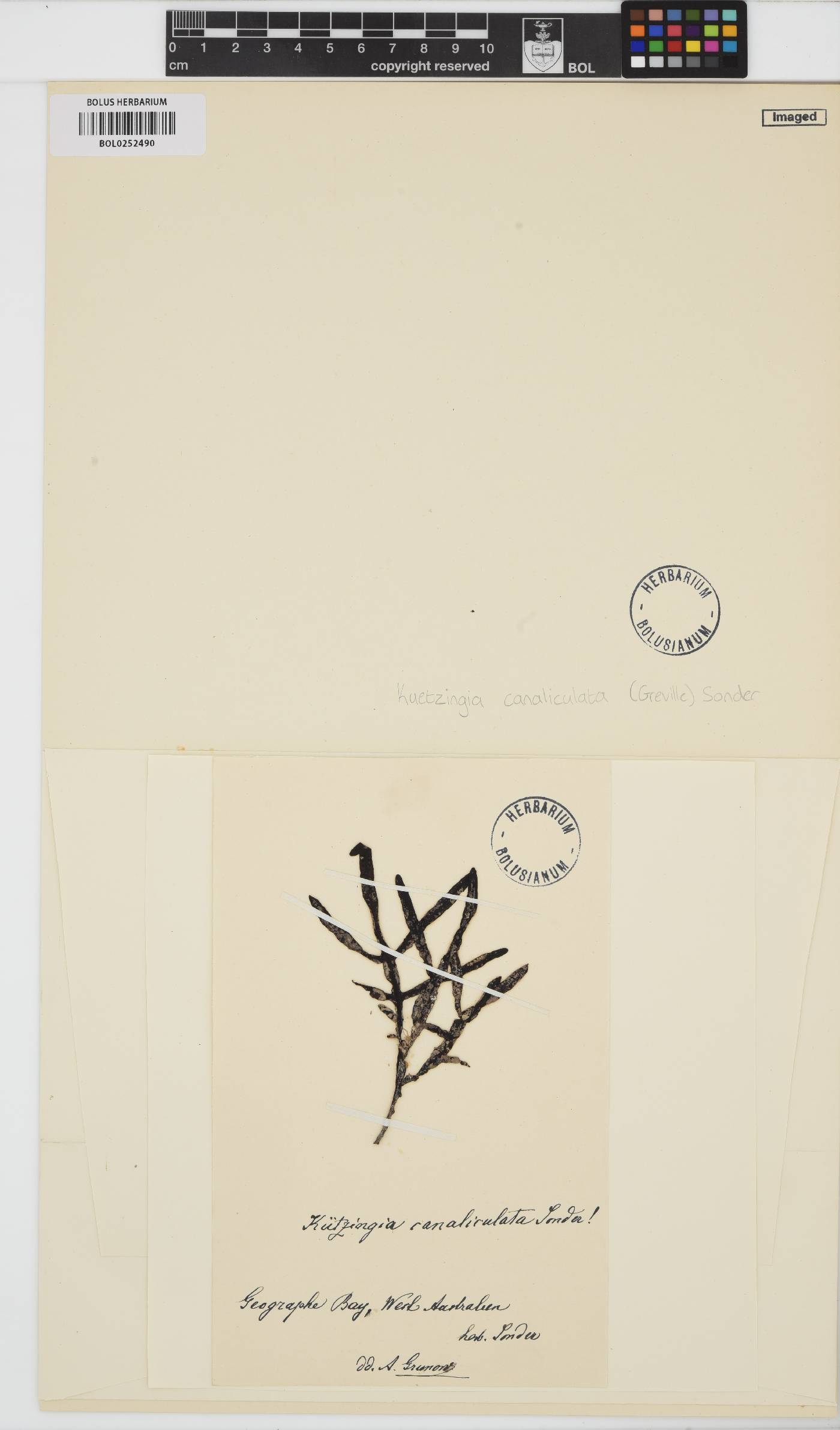 Kuetzingia canaliculata image