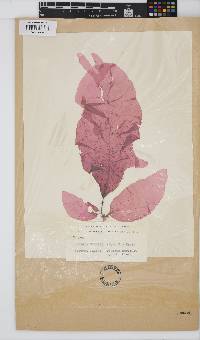 Image of Laingia hookeri