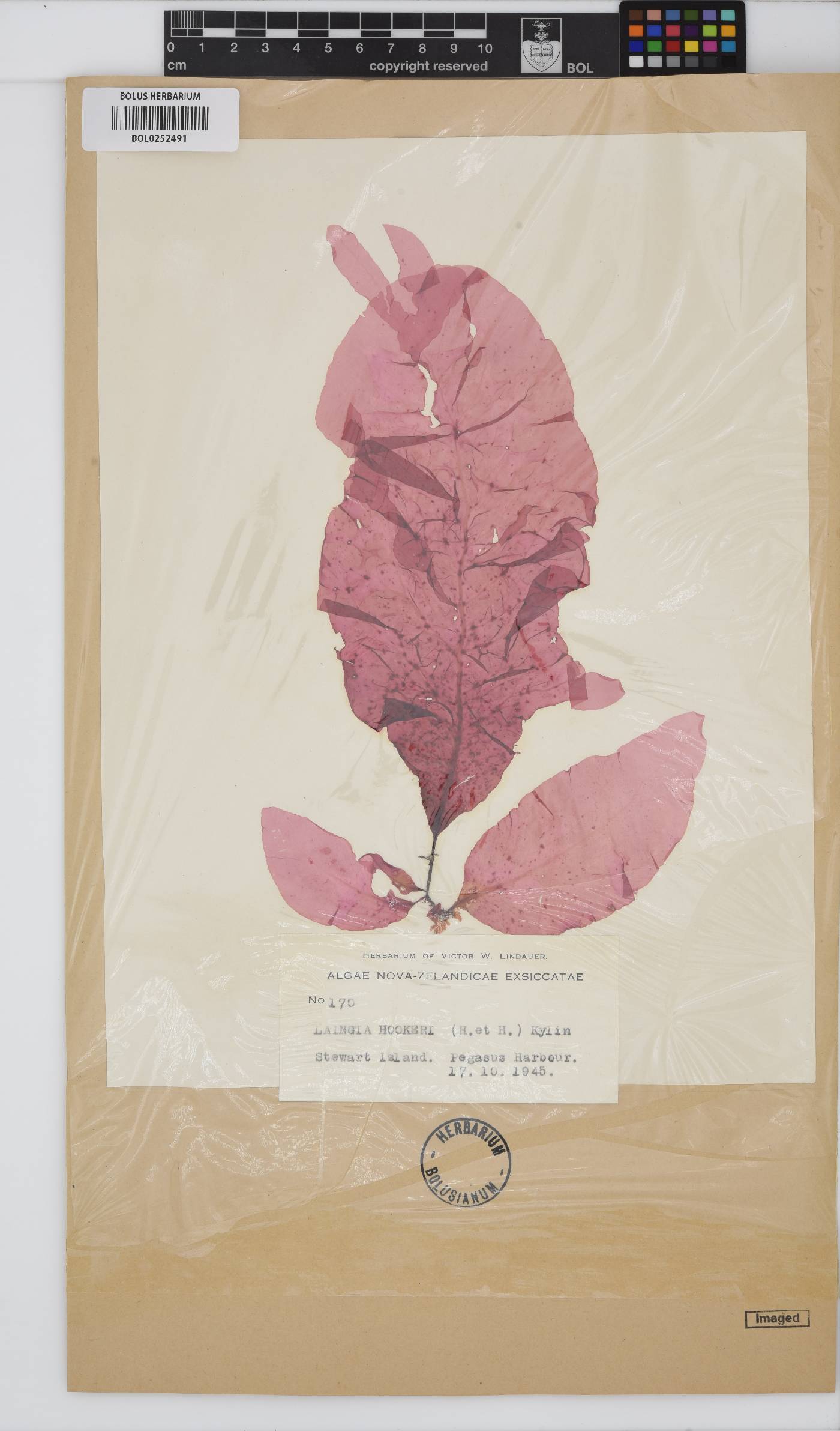 Laingia hookeri image