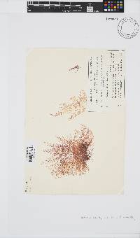 Image of Laurencia aldingensis