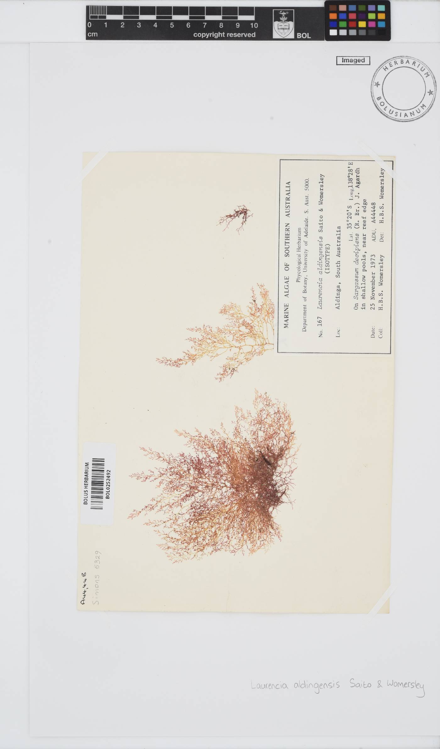 Laurencia aldingensis image