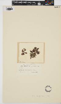 Image of Laurencia botrychioides