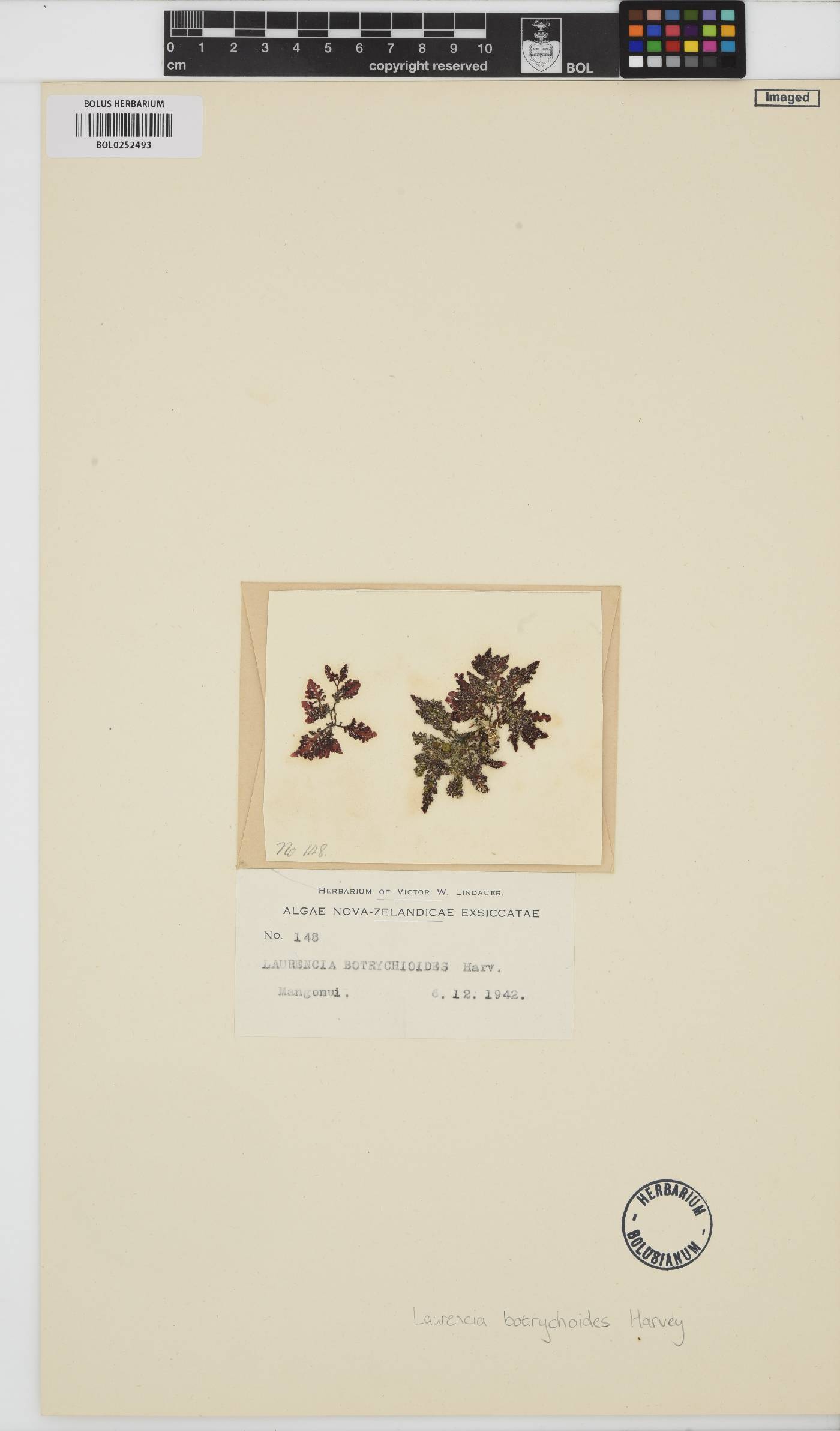 Laurencia botrychioides image