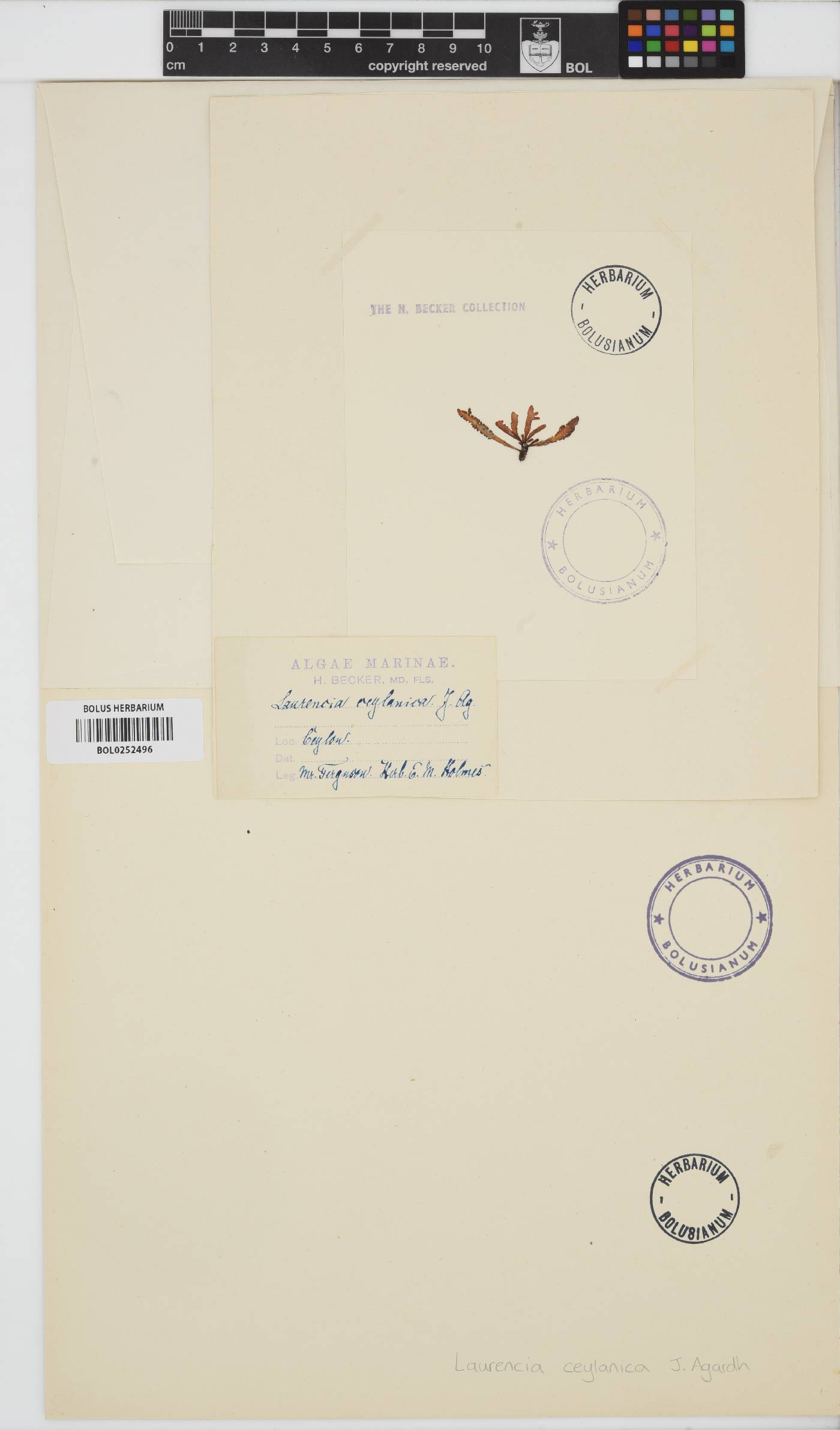 Chondrophycus ceylanicus image