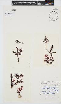Laurencia complanata image